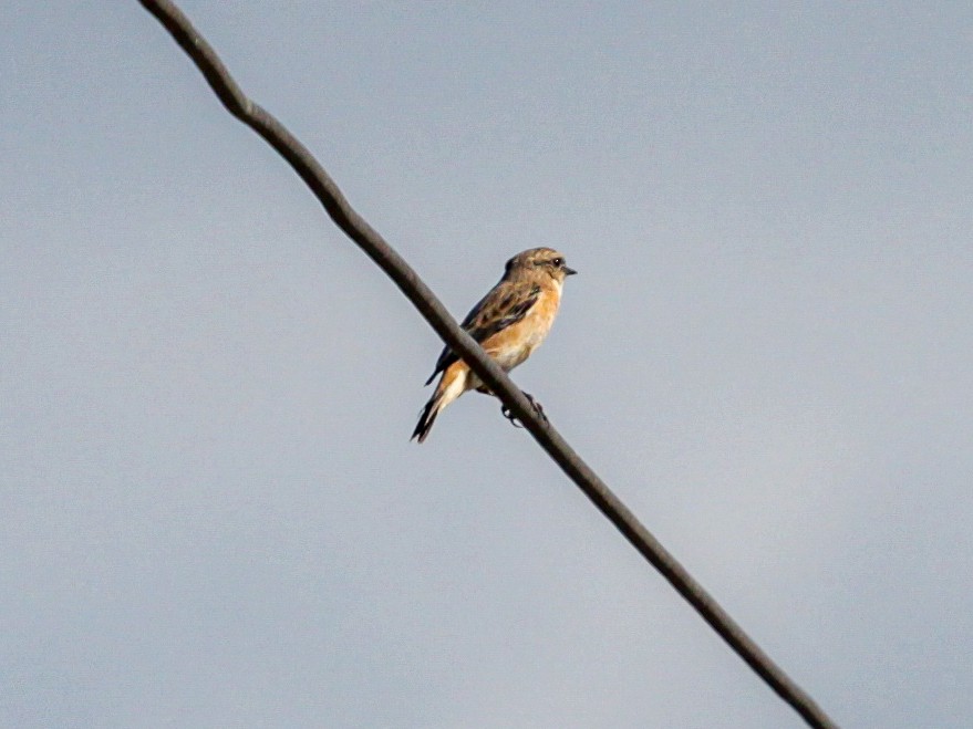 Amur Stonechat - ML642691490