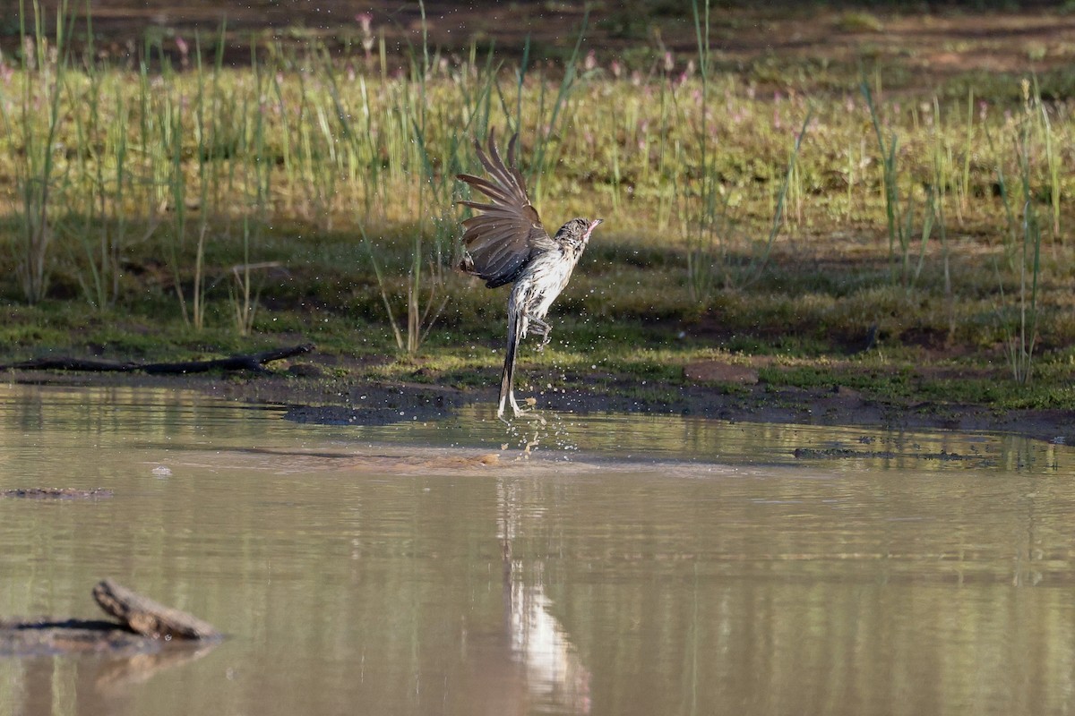 Spiny-cheeked Honeyeater - ML642691491