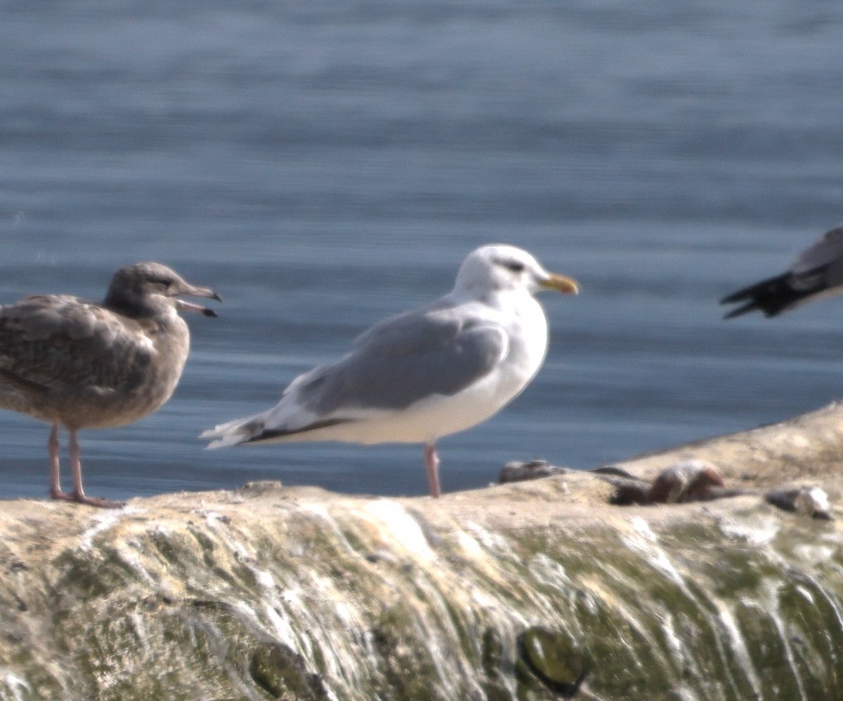 Iceland Gull - ML642691492