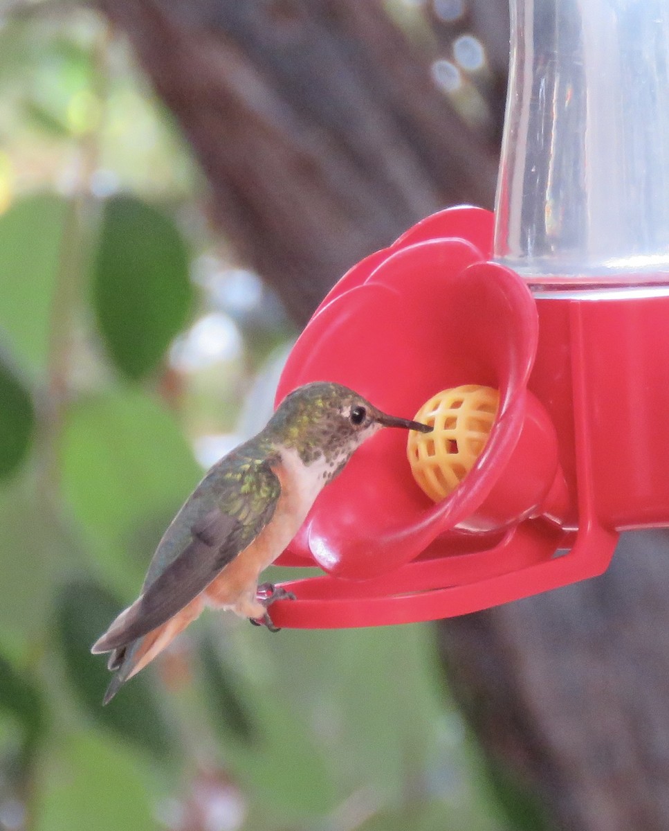 Allen's Hummingbird - ML642691493