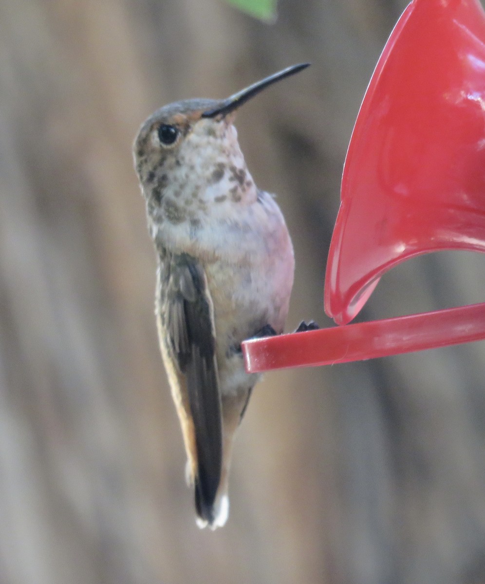 Allen's Hummingbird - ML642691494