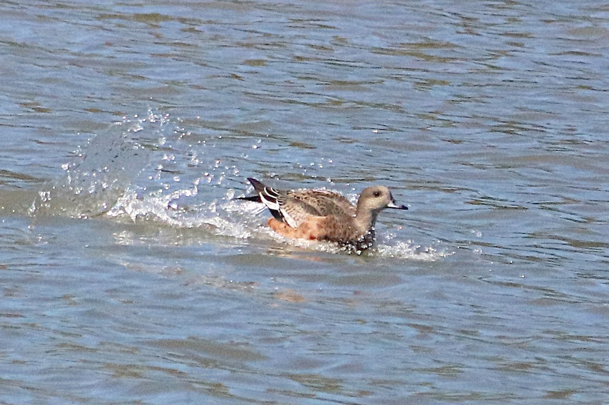 American Wigeon - ML642691495