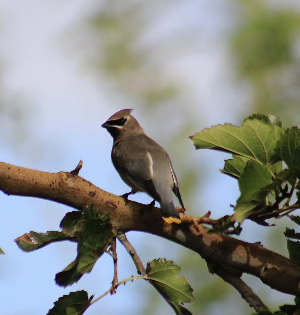 Cedar Waxwing - ML642691496
