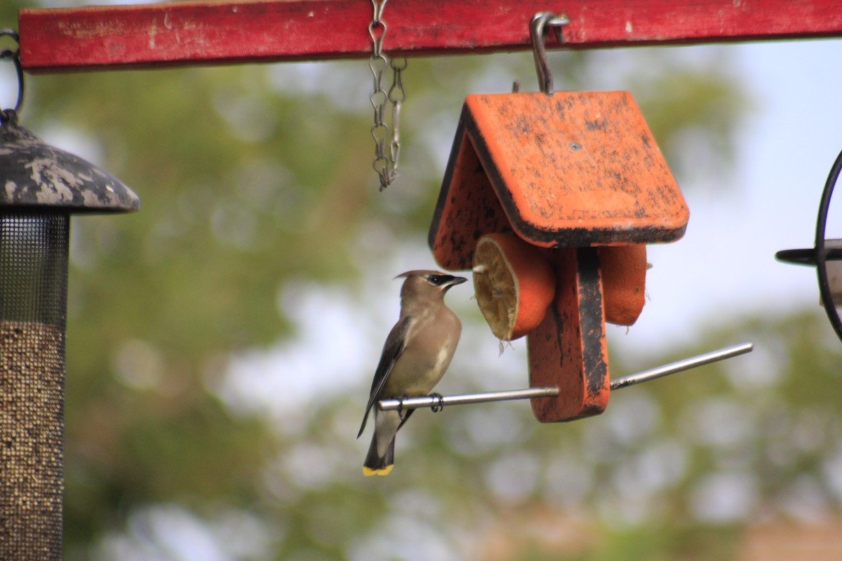 Cedar Waxwing - ML642691497