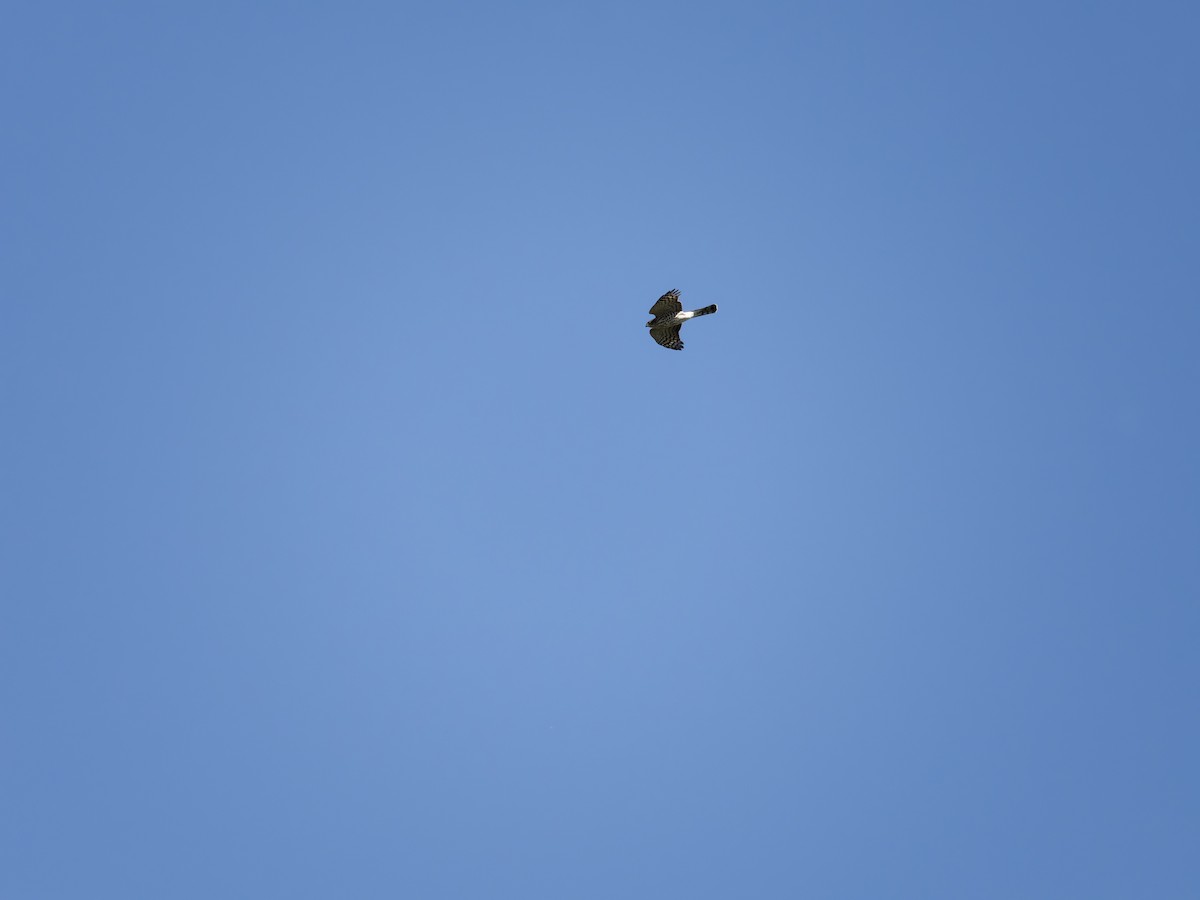 Sharp-shinned Hawk - ML642691498