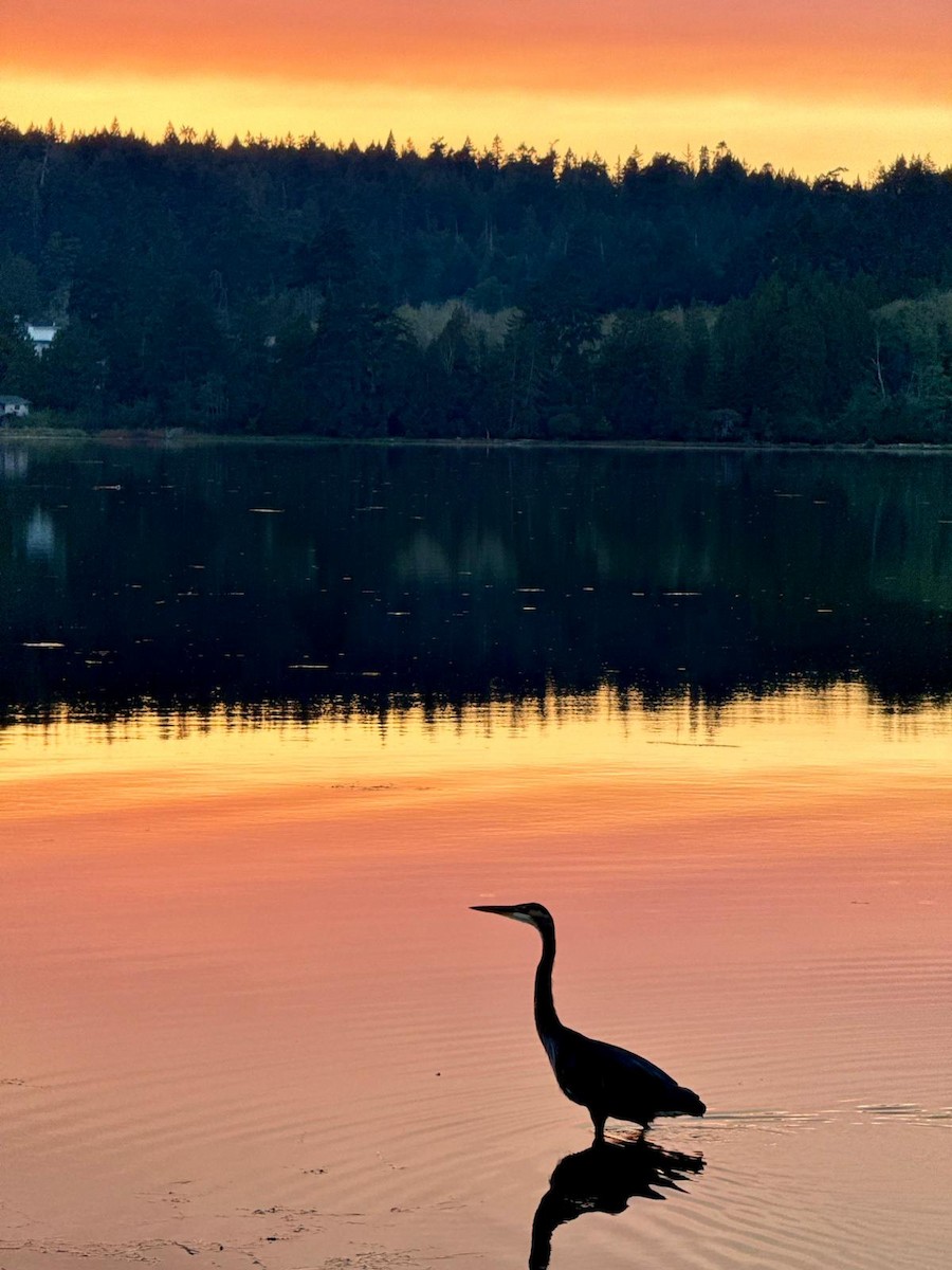 Great Blue Heron - ML642691500