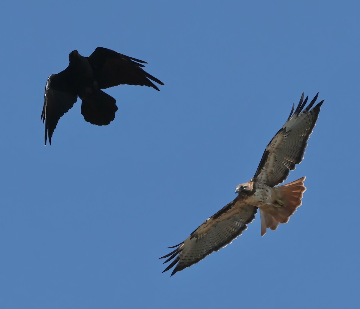 Red-tailed Hawk - ML642691501