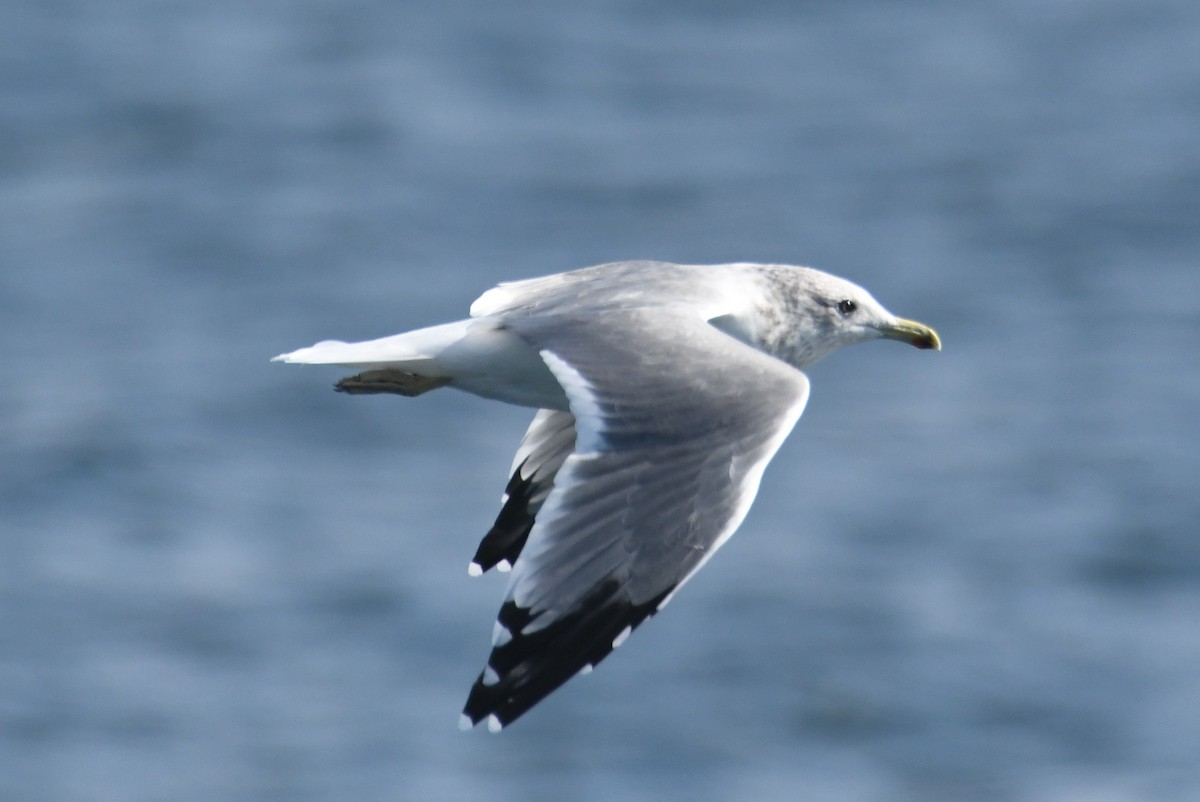 California Gull - ML642691502