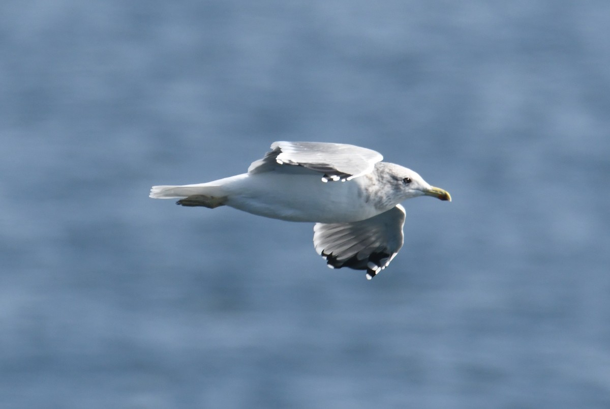 California Gull - ML642691503