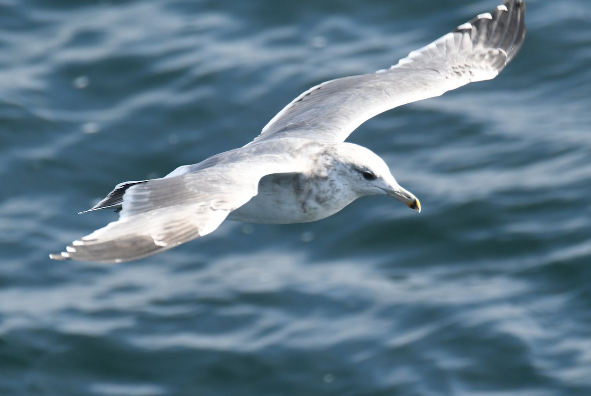 California Gull - ML642691504