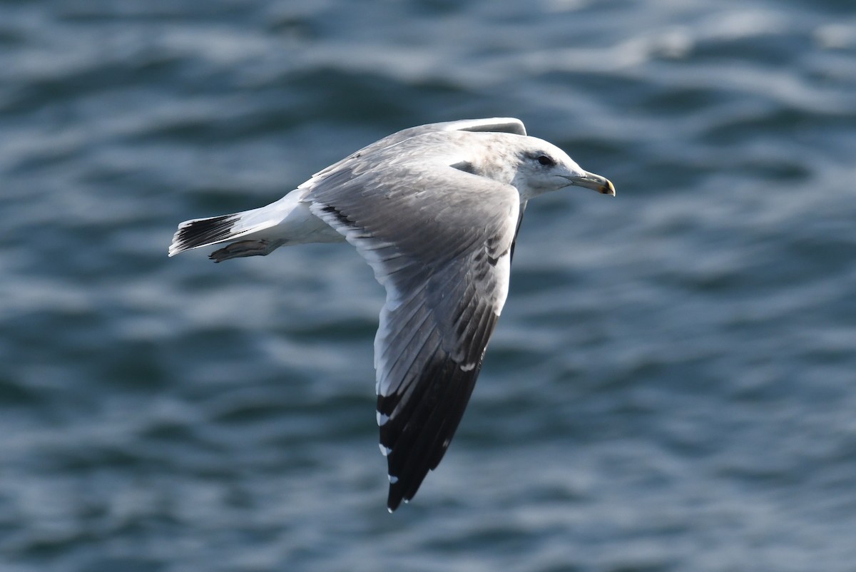 California Gull - ML642691505
