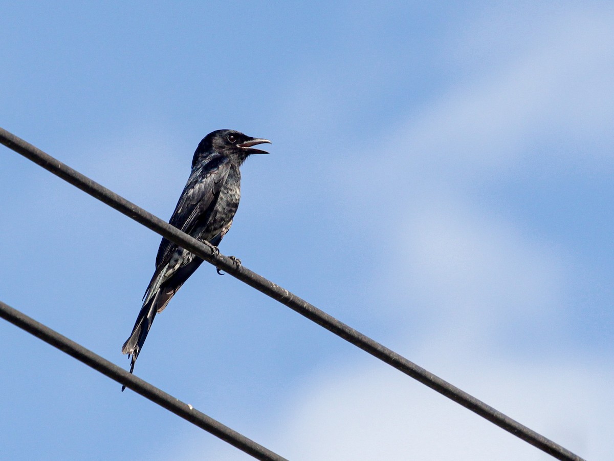 Black Drongo - ML642691506