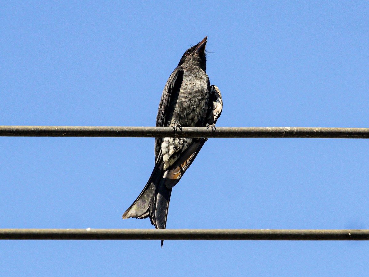 Black Drongo - ML642691507