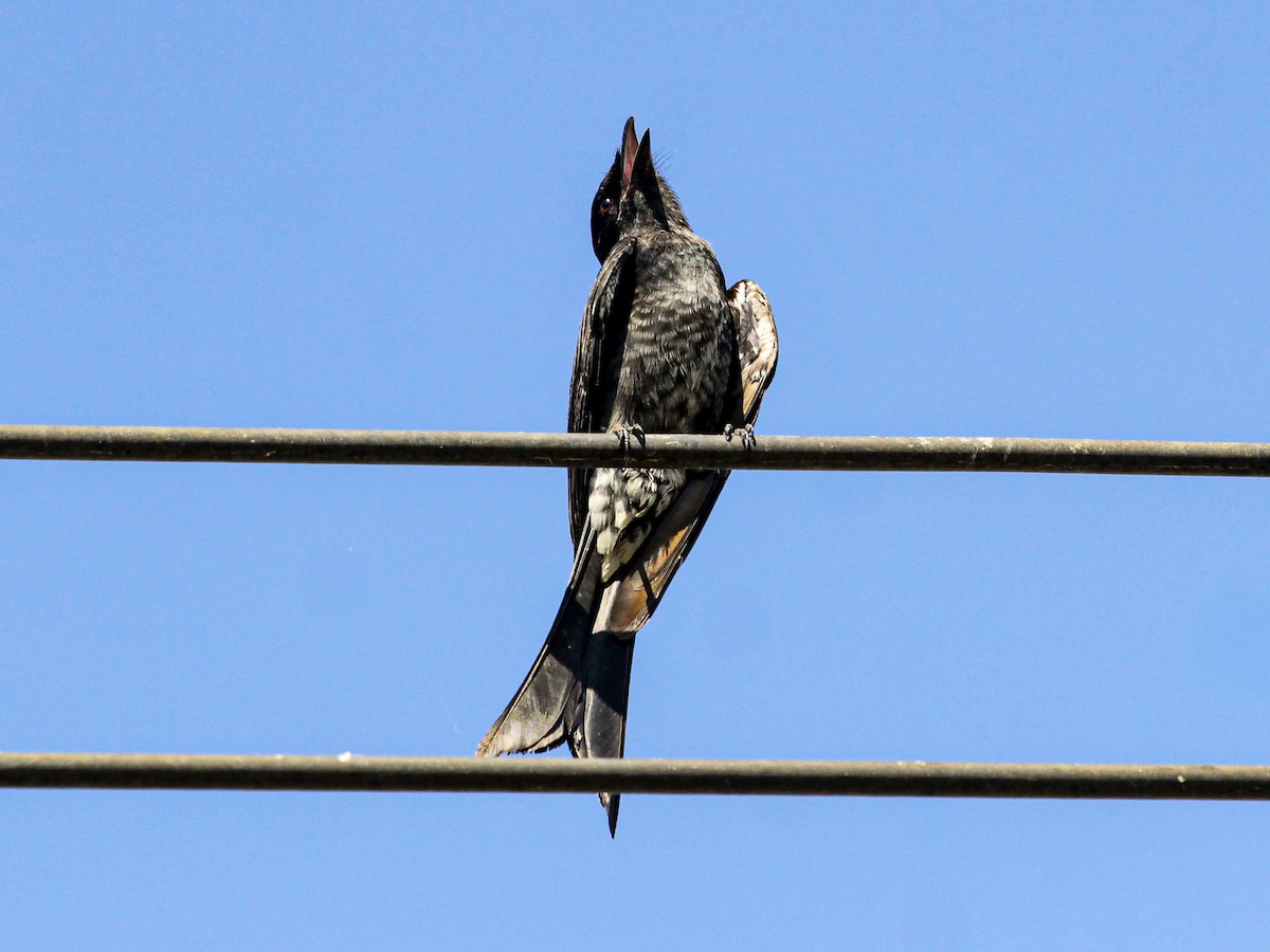 Black Drongo - ML642691508