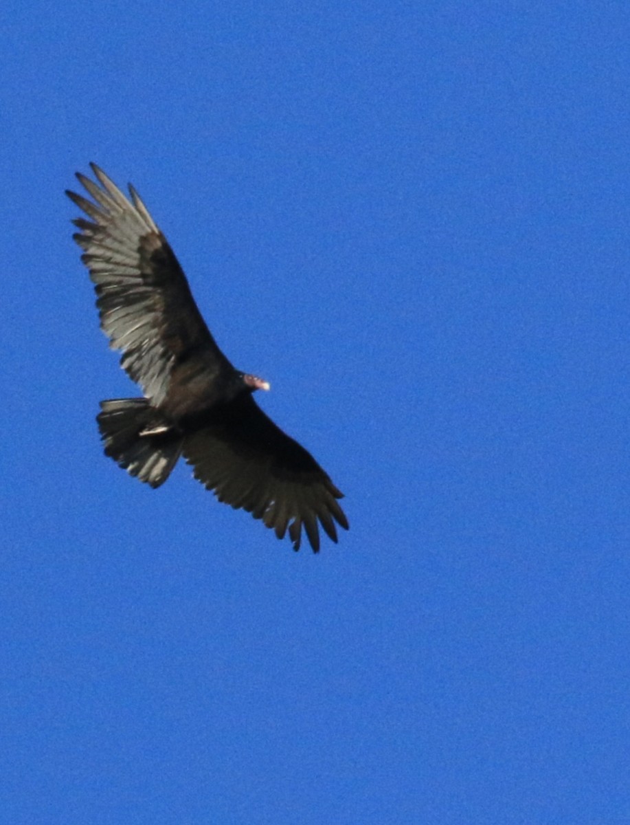 Turkey Vulture - ML642691511