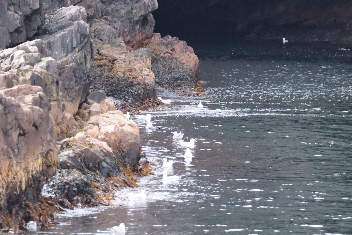 gull sp. - ML642691518