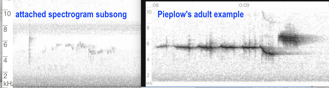 Black-throated Green Warbler - ML642691522