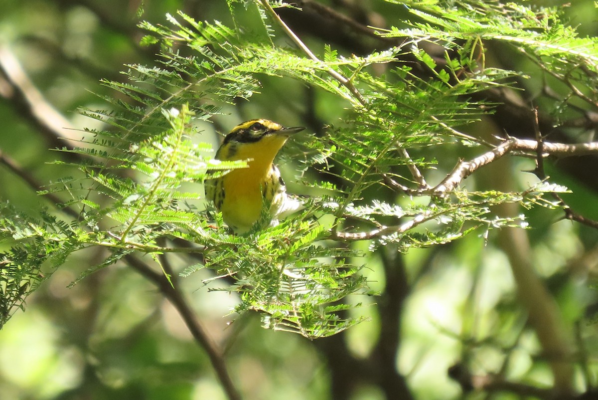 Blackburnian Warbler - ML642691527