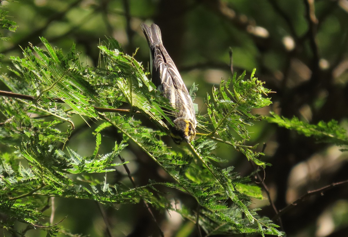 Blackburnian Warbler - ML642691528