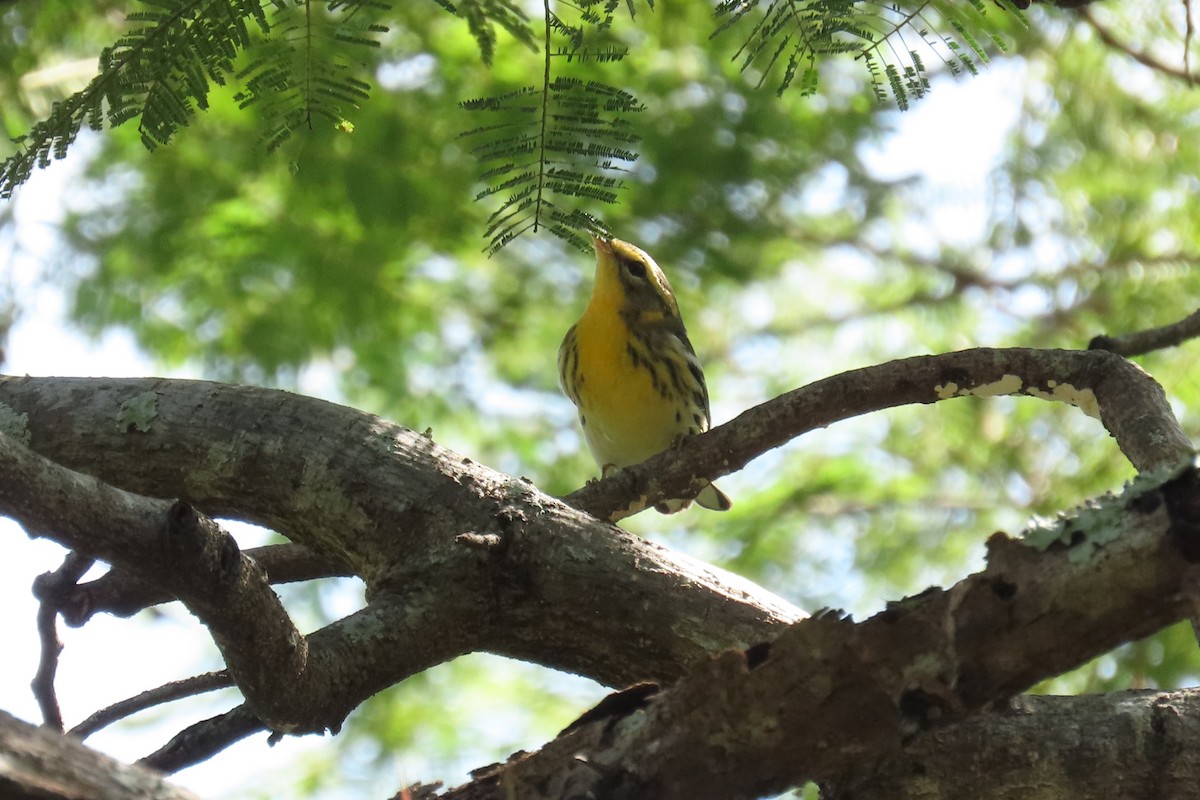 Blackburnian Warbler - ML642691529