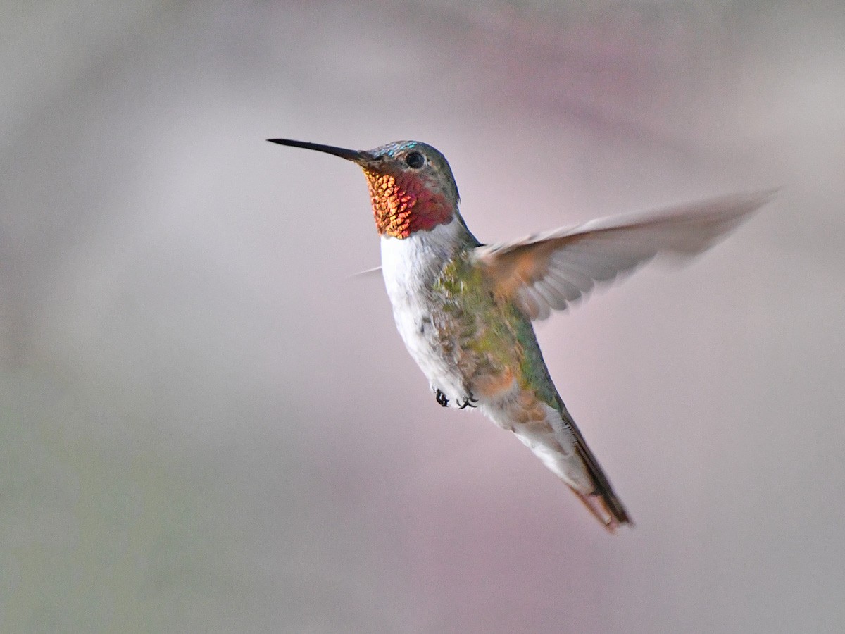 Broad-billed Hummingbird - ML642691530