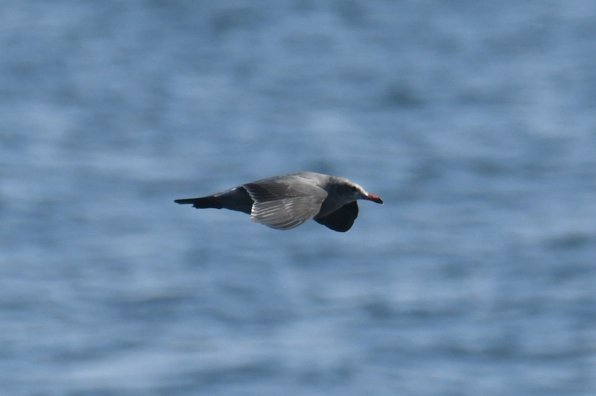 Gaviota Mexicana - ML642691536