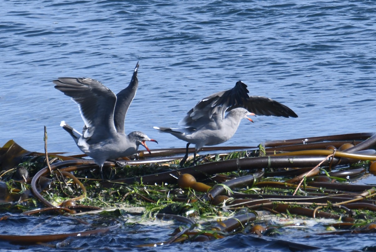 Gaviota Mexicana - ML642691539