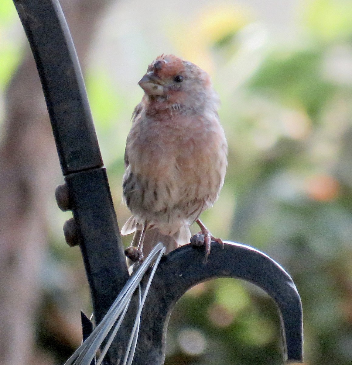 House Finch - ML642691540