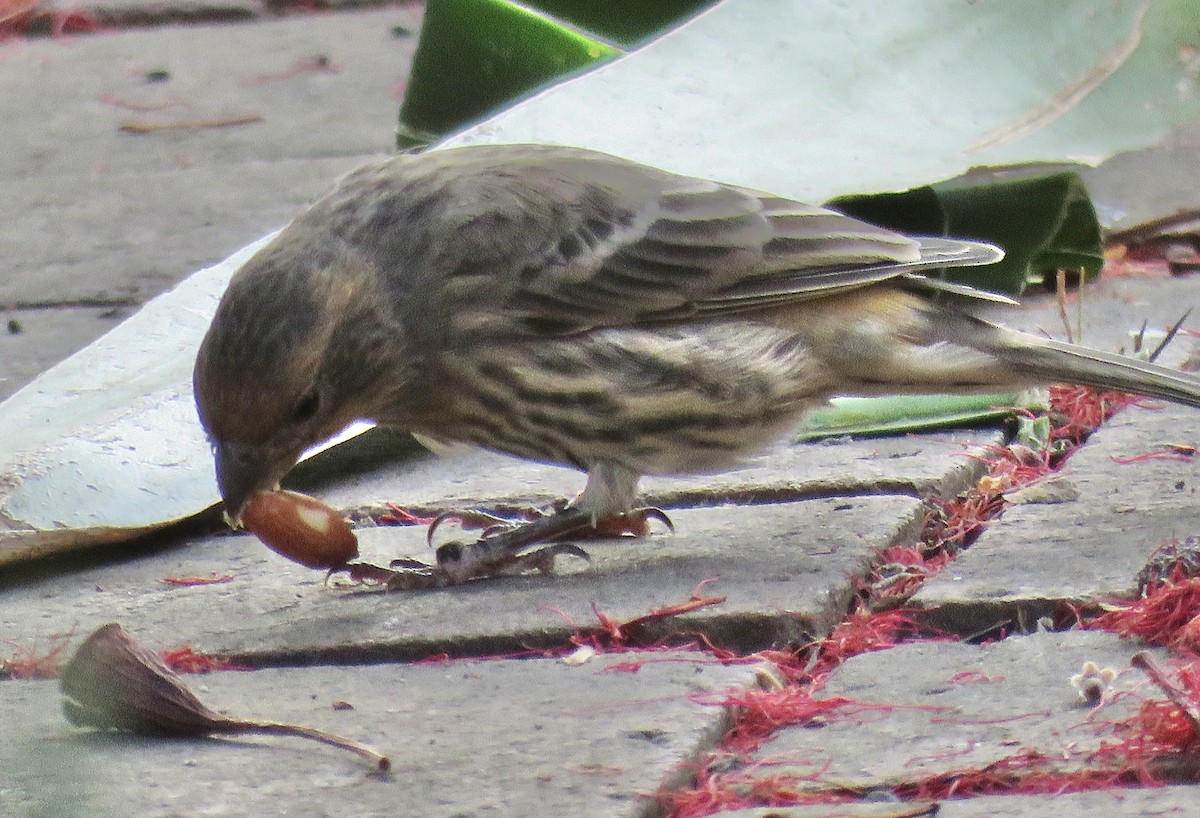 House Finch - ML642691541
