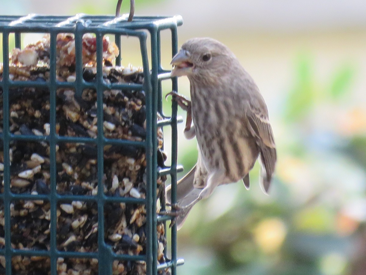 House Finch - ML642691542