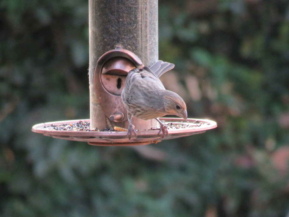 House Finch - ML642691543