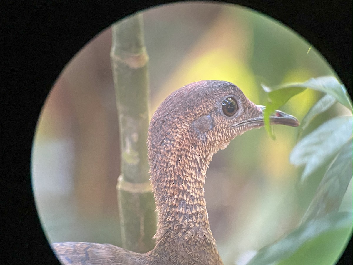 Grand Tinamou - ML642691547