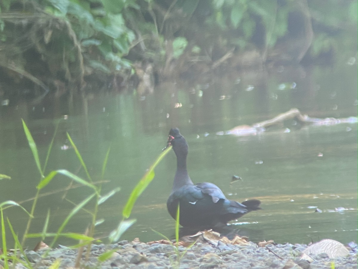 Canard musqué - ML642691551