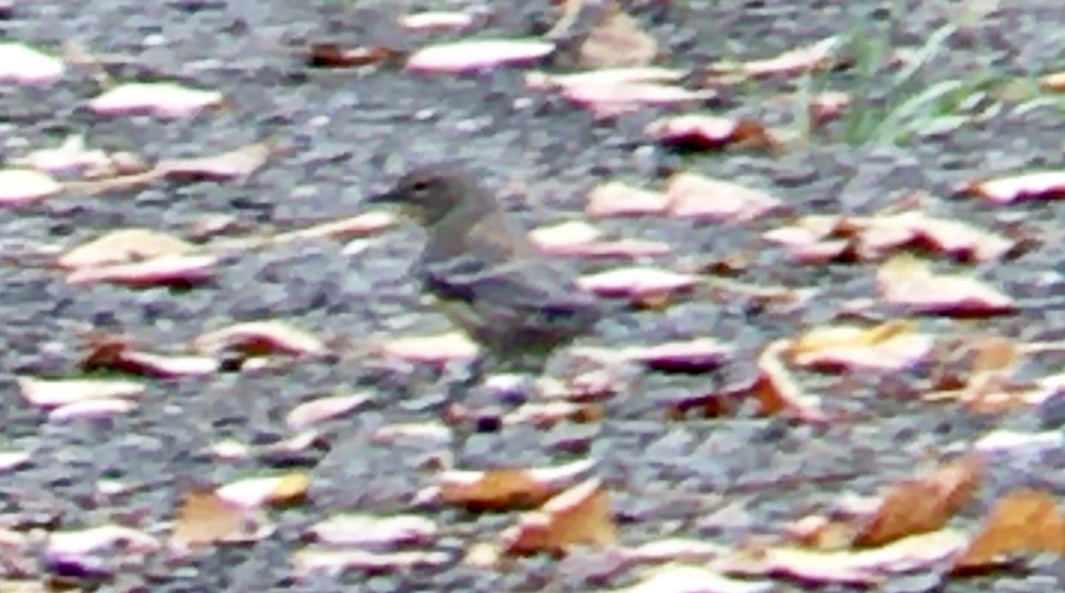 Reinita Coronada - ML642691552