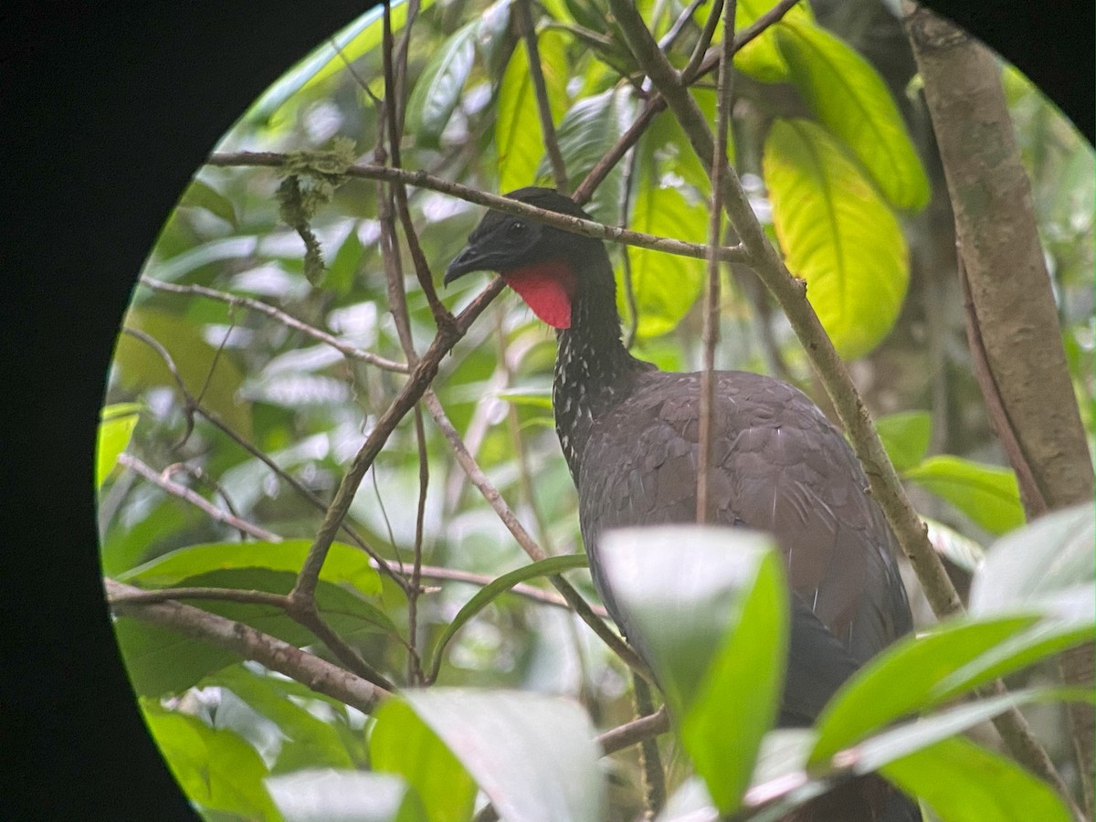 Tepeli Guan - ML642691554