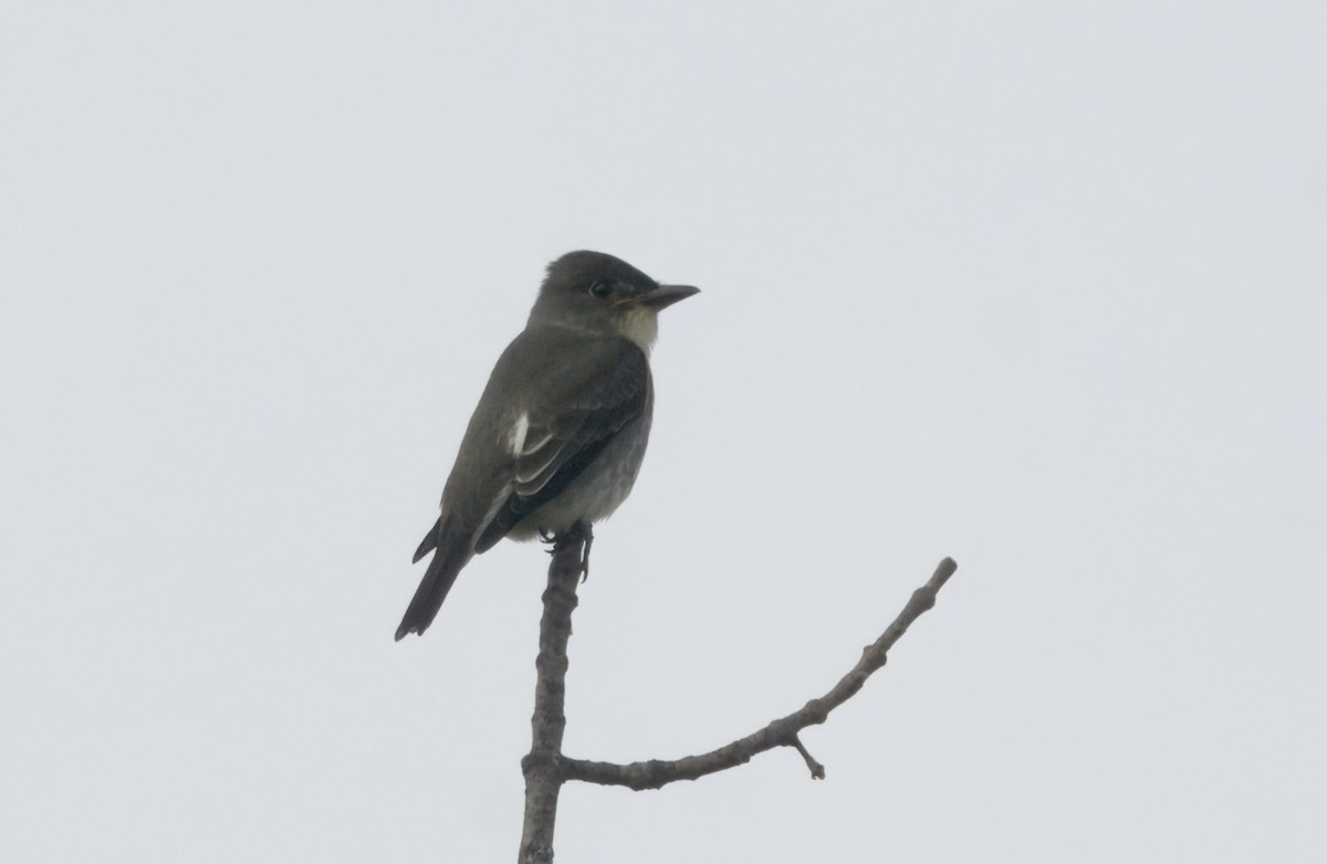 Boreal Sinekkapan - ML642691578