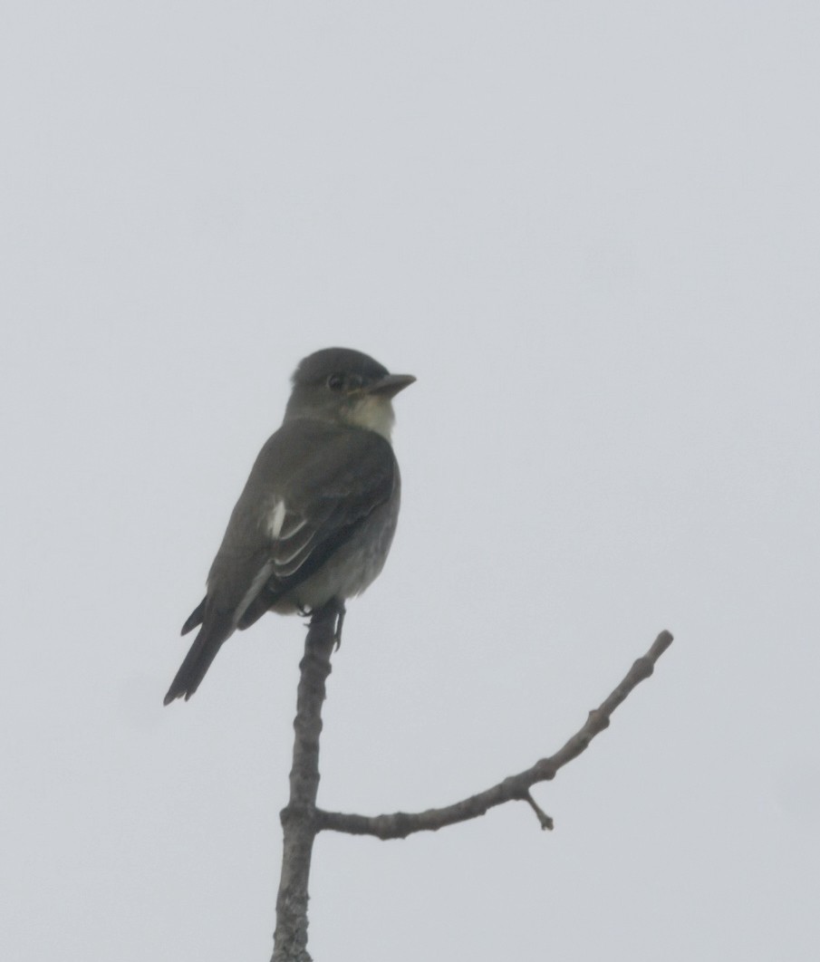 Boreal Sinekkapan - ML642691579