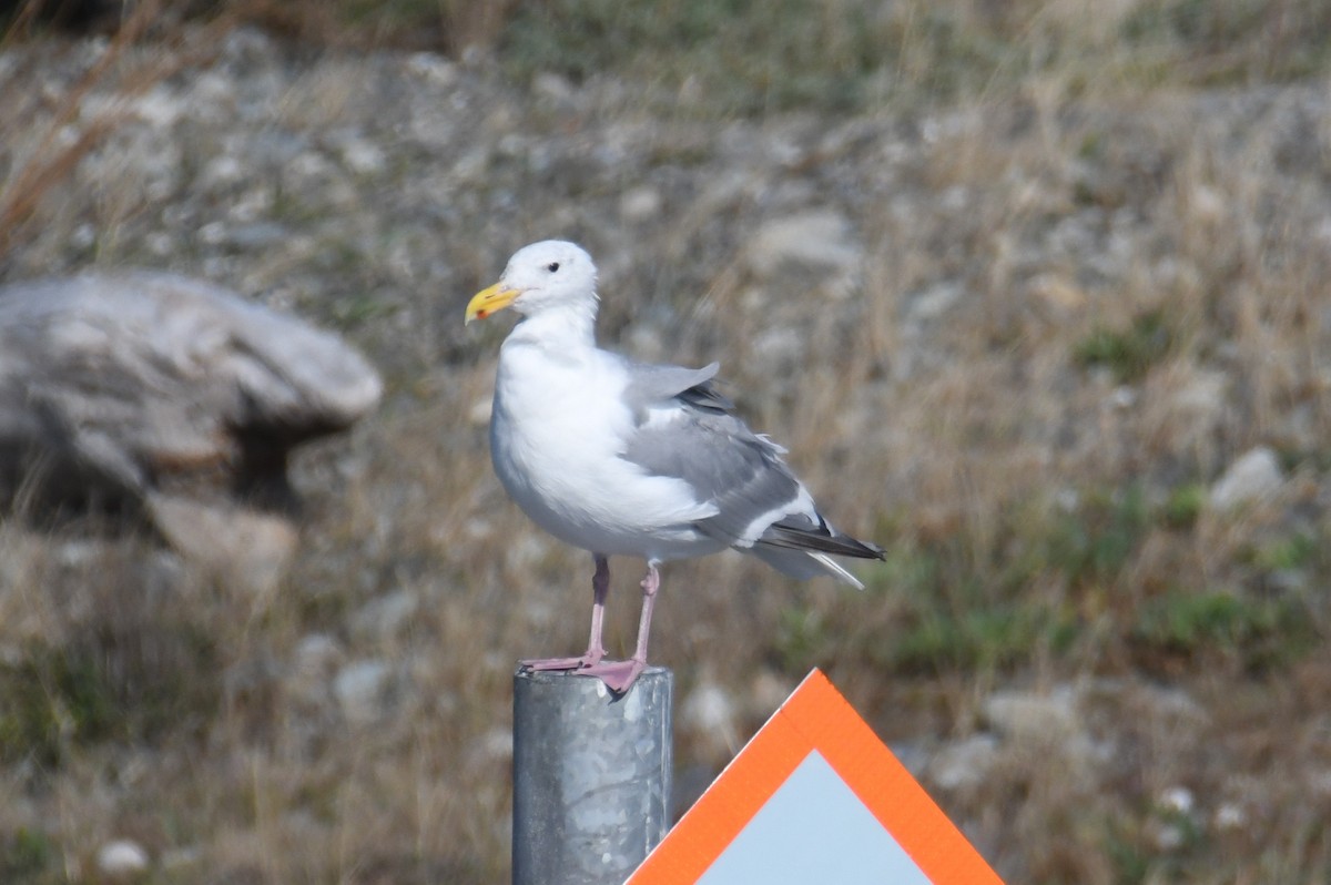 Gaviota de Bering - ML642691582