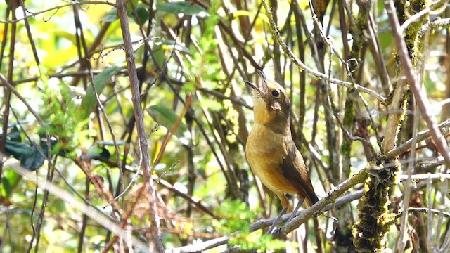 Tawny Antpitta - ML642691583