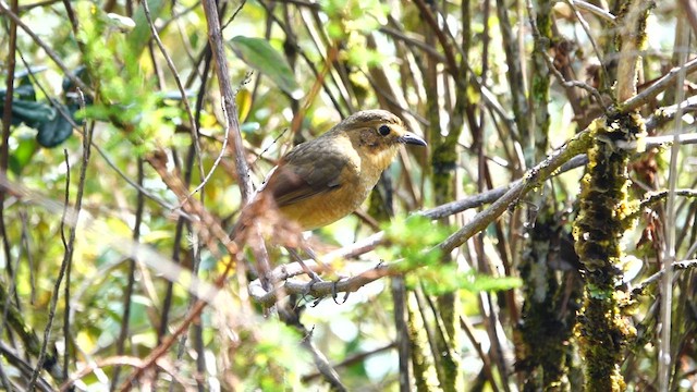 Tawny Antpitta - ML642691584