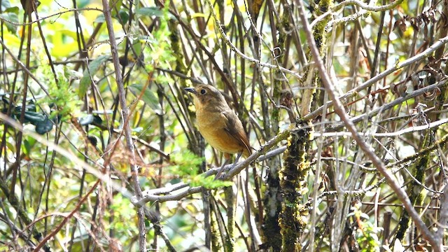Tawny Antpitta - ML642691585