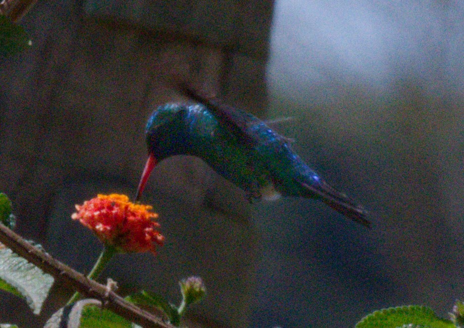Glittering-bellied Emerald - ML642691588