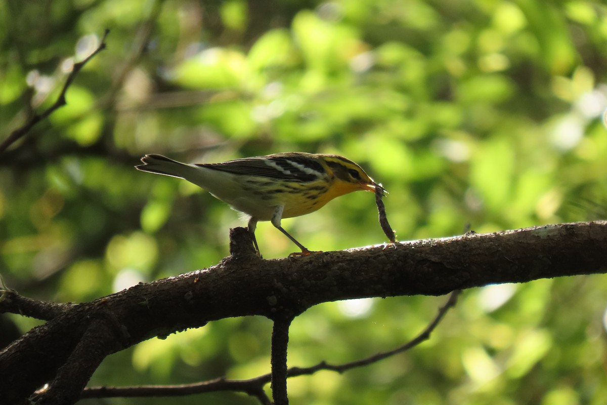 Blackburnian Warbler - ML642691590