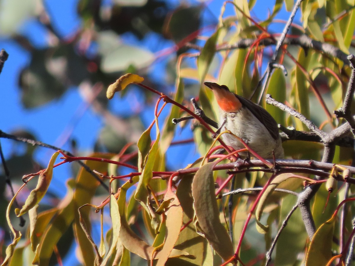 Mistletoebird - ML642691595