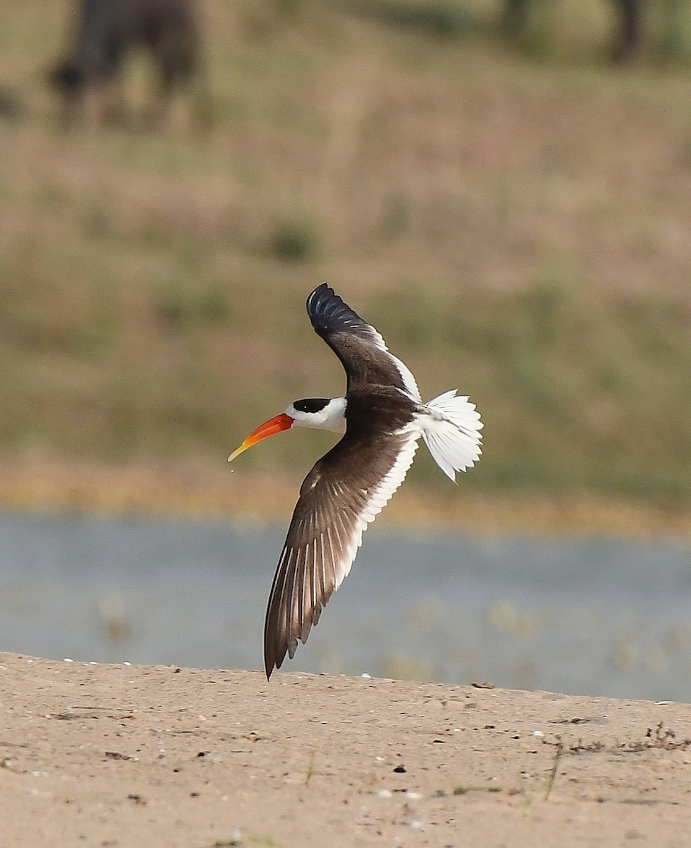 Indian Skimmer - ML642691597