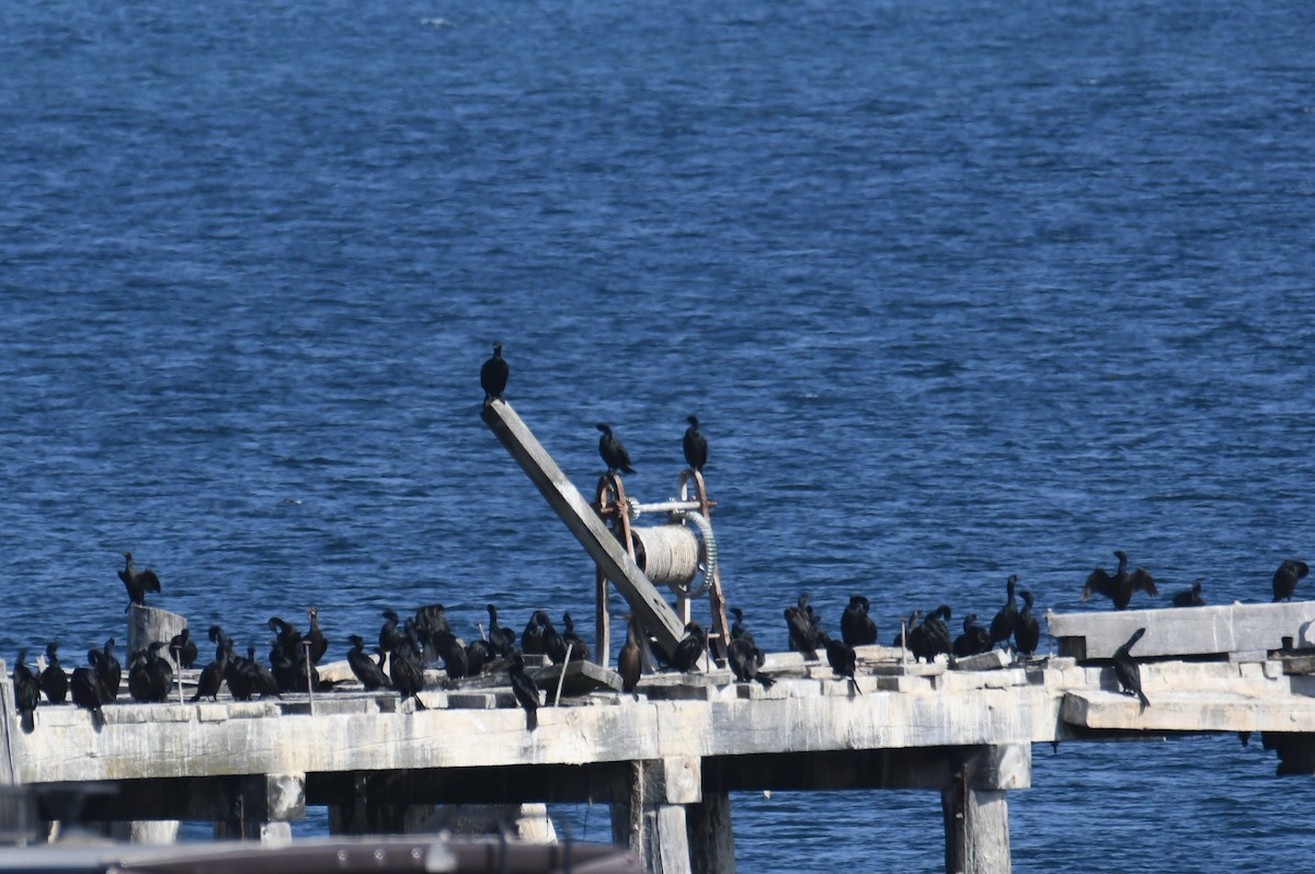 Cormoran pélagique - ML642691599