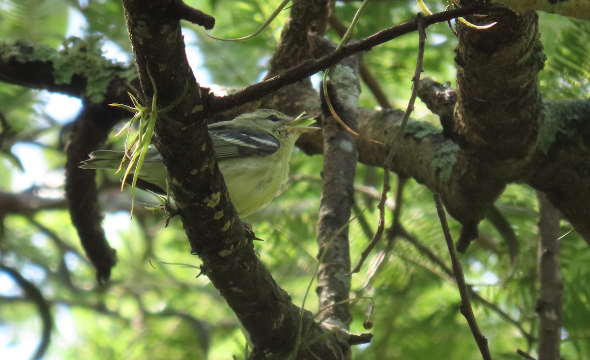 Cerulean Warbler - ML642691611