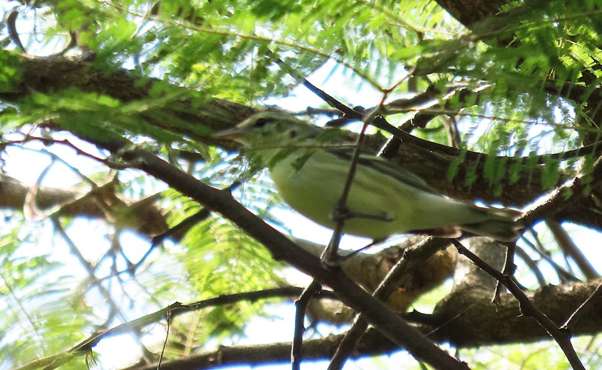 Cerulean Warbler - ML642691612