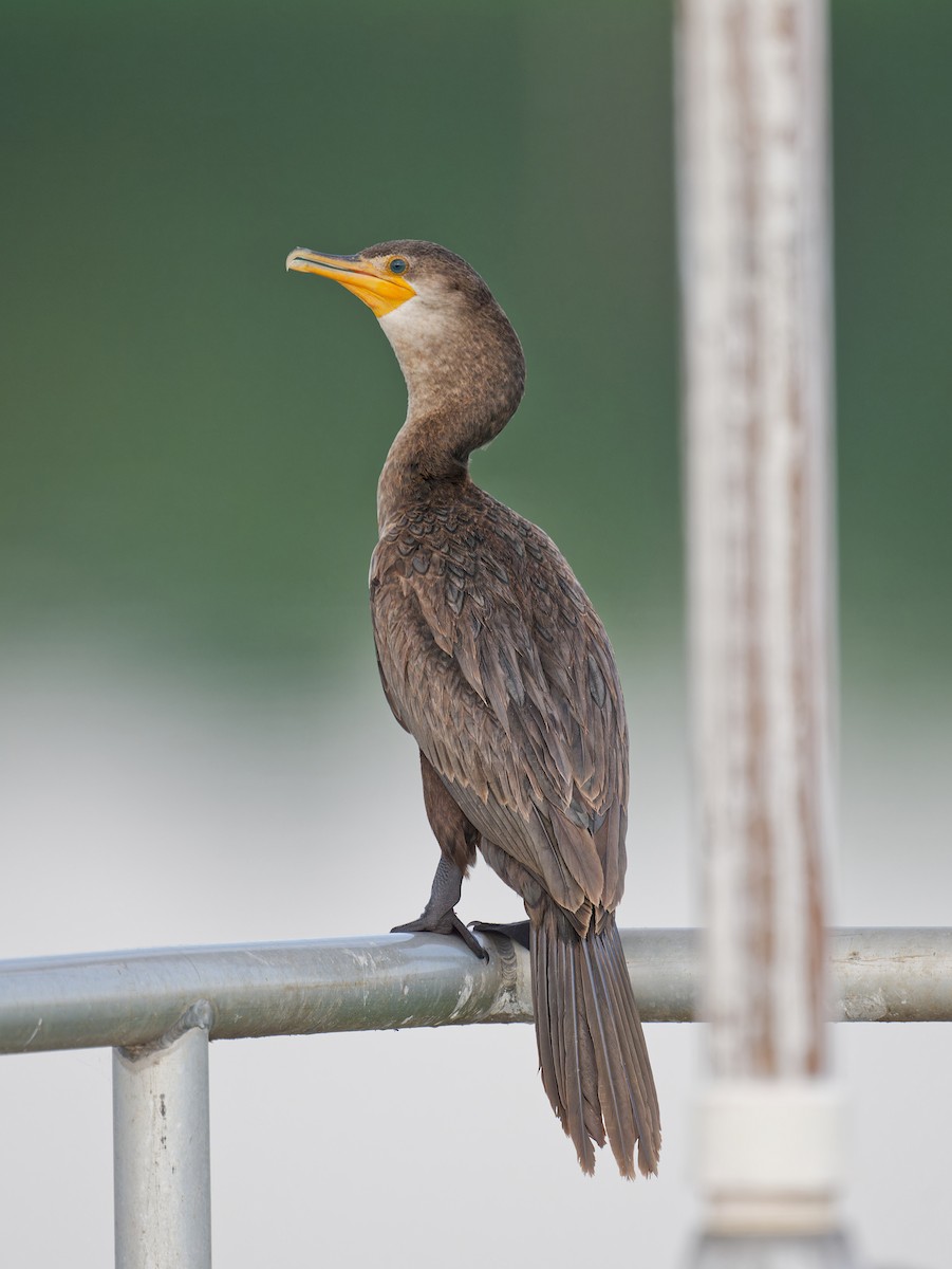 Neotropic Cormorant - ML642691618