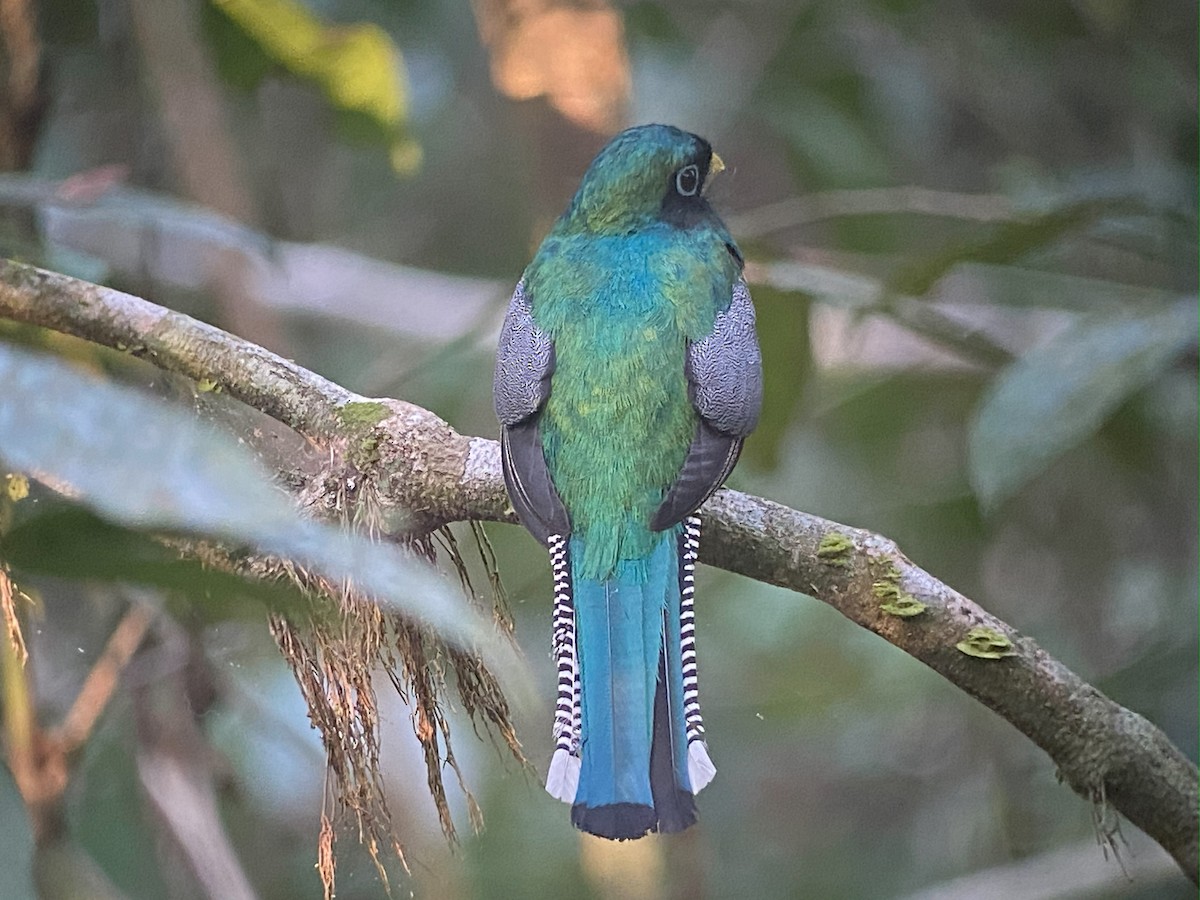 Trogon de Cabanis - ML642691619